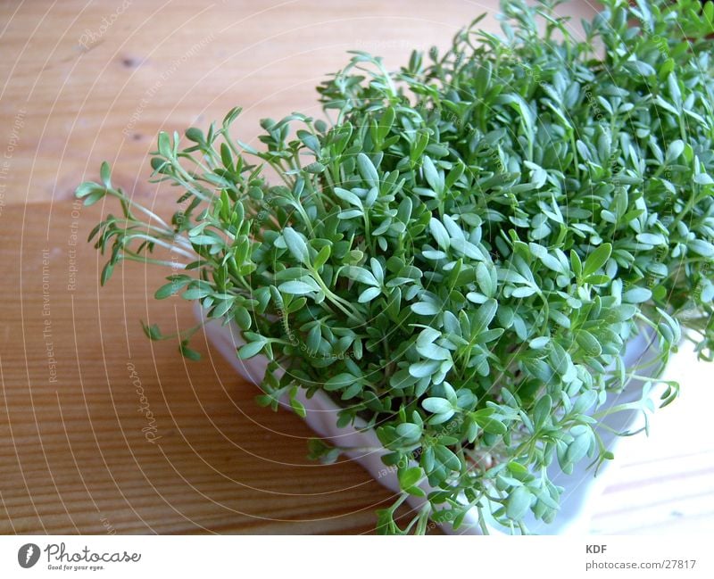 cress Cress Wood Plant Leaf Shoot Germ Detail Green Fresh Healthy Nutrition Organic produce Organic farming Biological Ecological Vegetarian diet Vegetable KDF