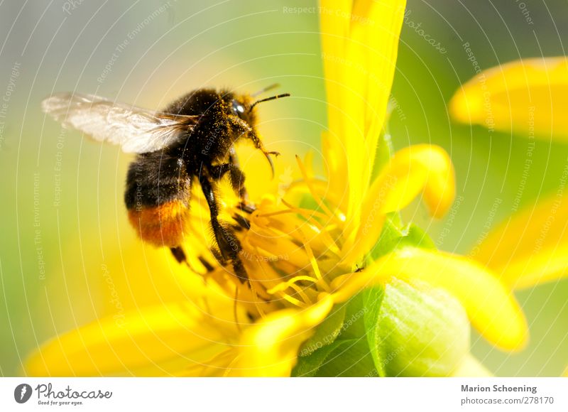 Bumblebee with pollen Animal Flower Blossom Park Bee 1 To feed Yellow Spring fever Fragrance Climate Bumble bee Pollen Summer Macro (Extreme close-up)