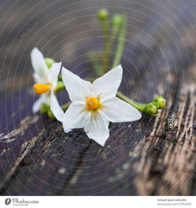 white flower plant Flower White Blossom leave Plant Garden Floral Nature Decoration Romance Beauty Photography Fragile background Spring Summer Winter Autumn