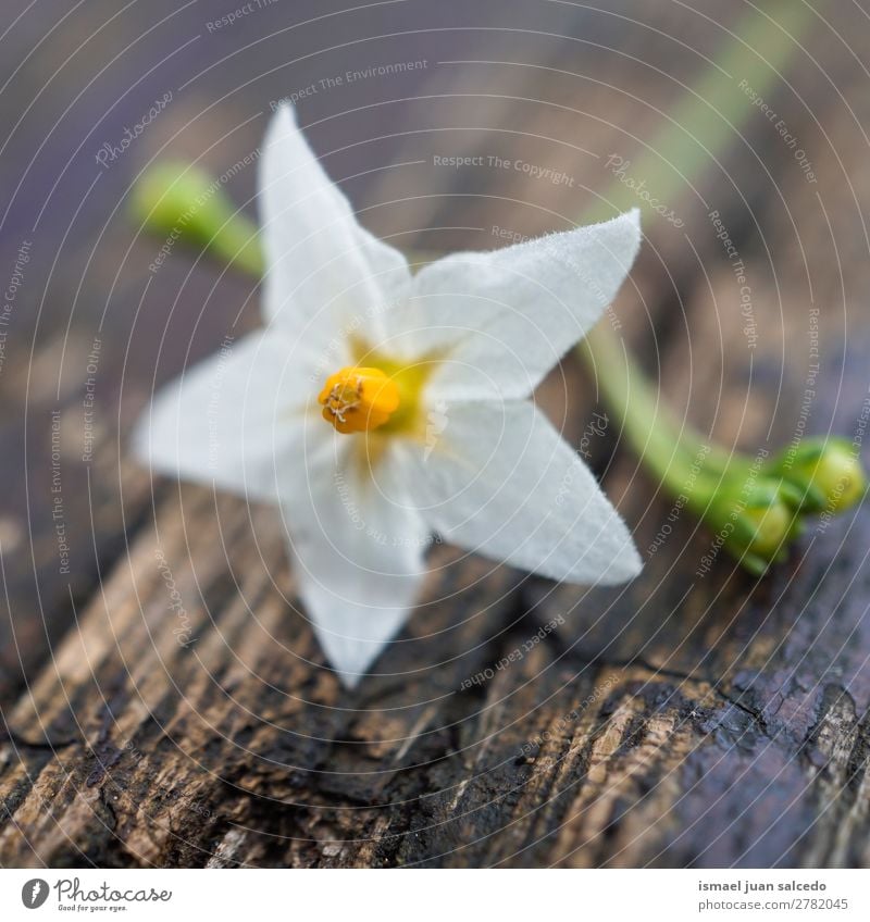 white flower plant Flower White Blossom leave Plant Garden Floral Nature Decoration Romance Beauty Photography Fragile background Spring Summer Winter Autumn