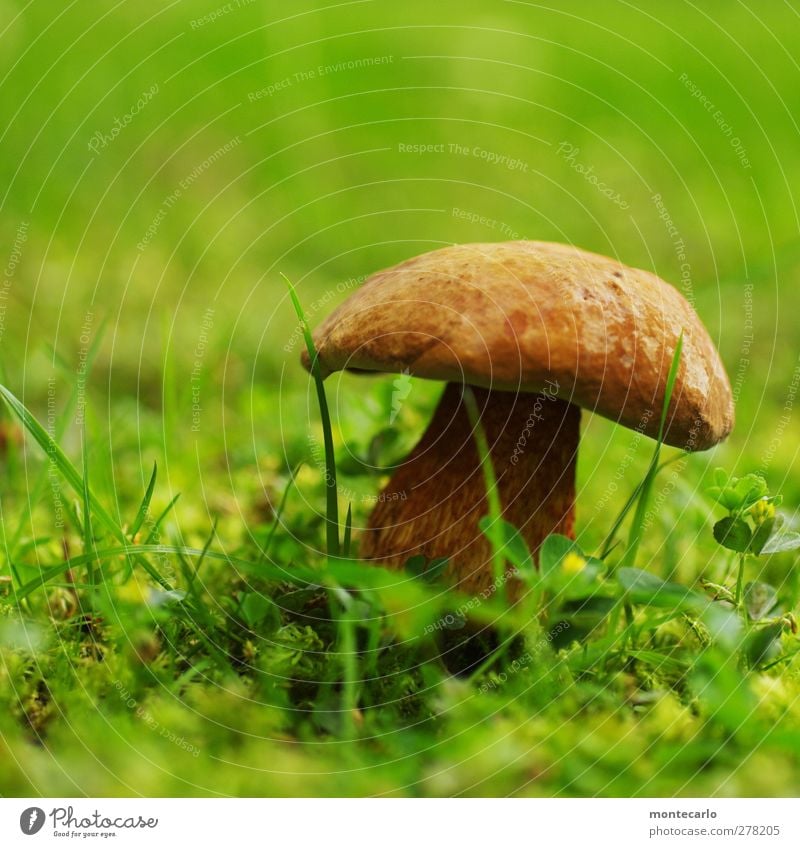 Lake shore mushroom Food Mushroom Environment Nature Summer Bad weather Grass Fragrance Authentic Fresh Healthy Glittering Slimy Brown Green Colour photo