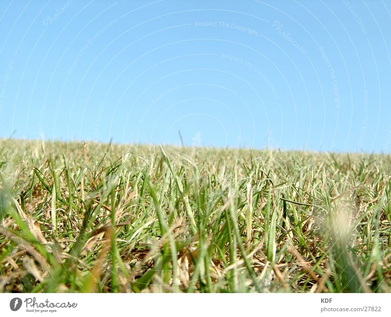 summer grass Grass Summer Beautiful weather Blue sky Green Physics Meadow Grass surface Lawn Lawn for sunbathing Happiness Blade of grass Detail Bremen Hill