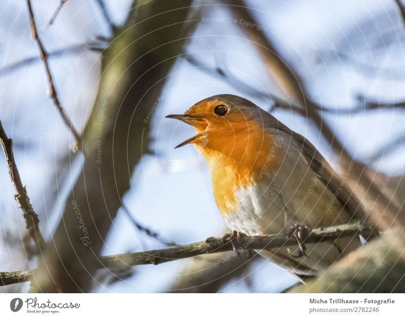 Singing robin Nature Animal Sky Sunlight Beautiful weather Tree Wild animal Bird Animal face Wing Claw Robin redbreast Beak Eyes Feather 1 Illuminate Looking