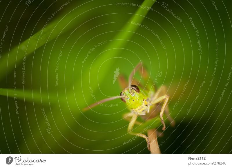 grass blade climbing Nature Animal Summer Plant Grass Wild plant Meadow Animal face 1 Green Insect Locust sauterelle Tone-on-tone Climbing face a face Jump