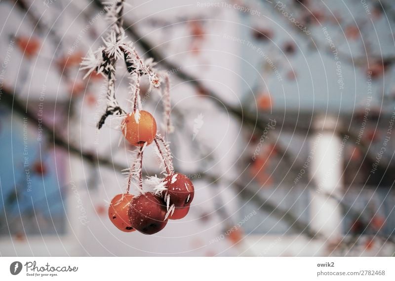 fine frost Environment Nature Plant Winter Ice Frost Tree Twig Berries Freeze Hang Cold Ice crystal Colour photo Exterior shot Detail Deserted Copy Space left