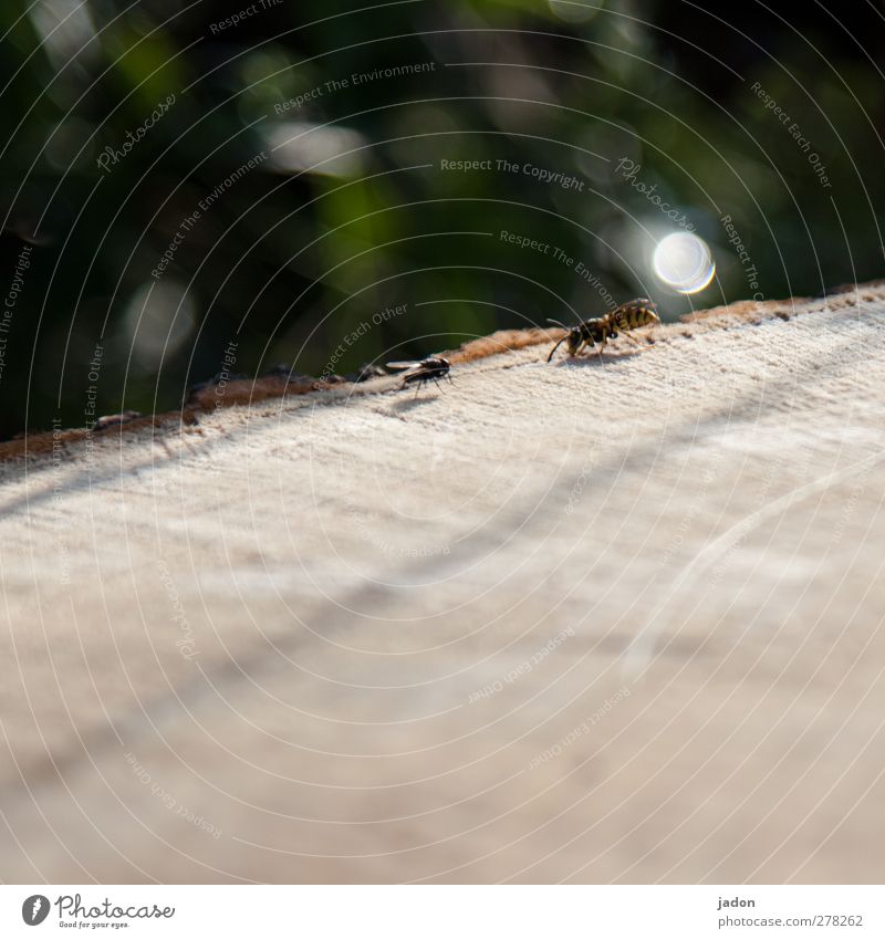 Olympia of animals. Animal Fly Wasps 2 Wood Copy Space bottom Lens flare