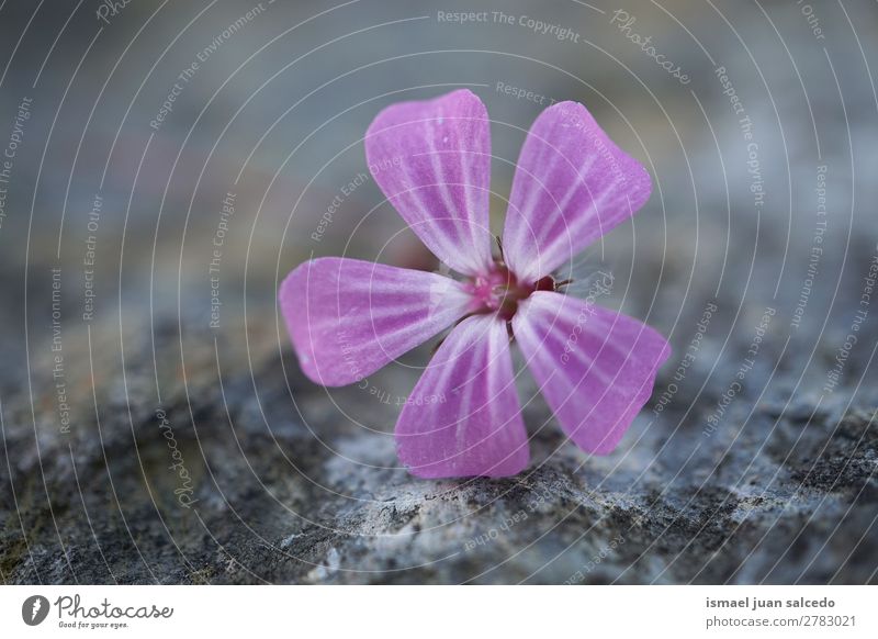 pink flower plant Flower Pink Blossom leave Plant Garden Floral Nature Decoration romantic Beauty Photography fragility background Spring Summer Winter Autumn