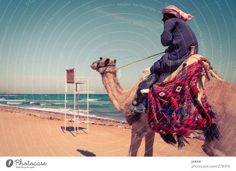 ride Masculine Man Adults 1 Human being Sky Horizon Summer Beautiful weather Coast Animal Speed Blue Brown Multicoloured Vacation & Travel Camel Ride