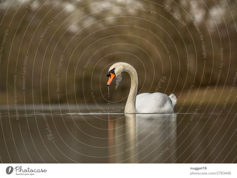 Mute Swan 1 Environment Nature Landscape Plant Animal Water Spring Summer Autumn Beautiful weather Bushes Garden Park Coast Lakeside River Wild animal Wing Zoo