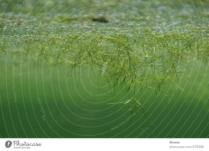 underwater world Environment Nature Plant Water Foliage plant Aquatic plant Algae Pond Growth Green Dreary Subdued colour Underwater photo Deserted