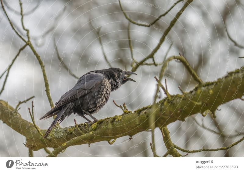 crow Environment Nature Plant Animal Sky Sunlight Spring Summer Autumn Winter Beautiful weather Tree Garden Park Forest Wild animal Bird Animal face Wing Crow