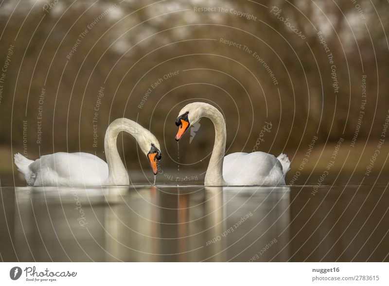 hump swans Environment Nature Animal Water Drops of water Spring Summer Autumn Beautiful weather Tree Bushes Park Coast Lakeside River bank Wild animal Bird