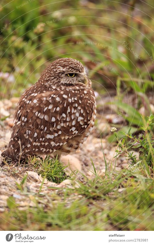 Adult Burrowing owl Athene cunicularia Animal Wild animal Bird 1 Brown Owl Bird of prey raptor Marco Island Florida bright eyes yellow eyes Neon yellow Feather