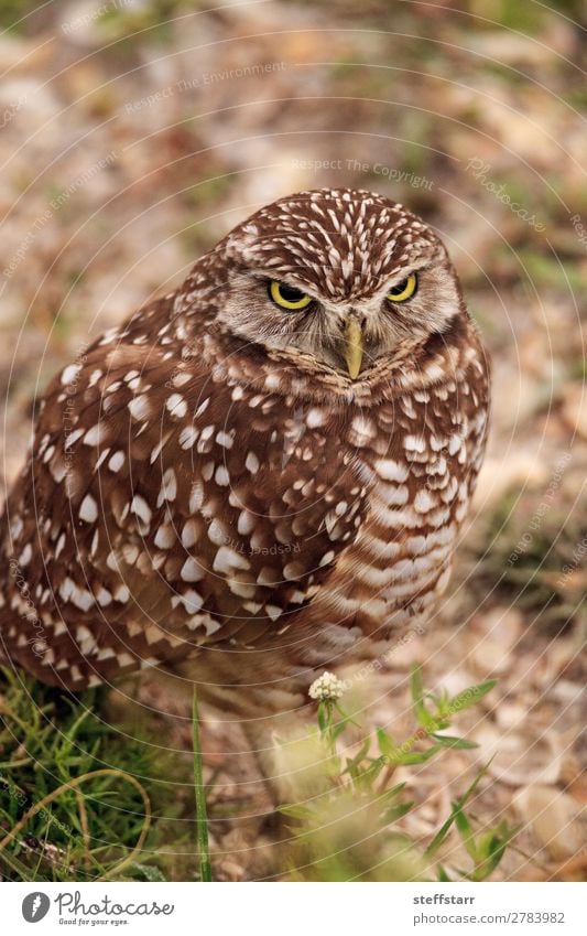 Adult Burrowing owl Athene cunicularia Animal Wild animal Bird 1 Stand Brown Owl Bird of prey raptor Marco Island Florida bright eyes yellow eyes Neon yellow