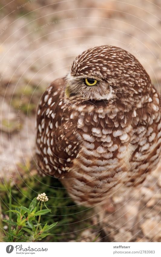 Adult Burrowing owl Athene cunicularia Animal Wild animal Bird 1 Brown Owl Bird of prey raptor Marco Island Florida bright eyes yellow eyes Neon yellow Feather