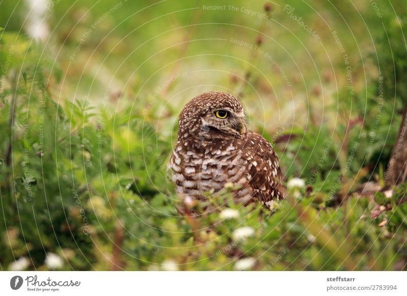 Adult Burrowing owl Athene cunicularia Animal Wild animal Bird 1 Brown Owl Bird of prey raptor Marco Island Florida bright eyes yellow eyes Neon yellow Feather