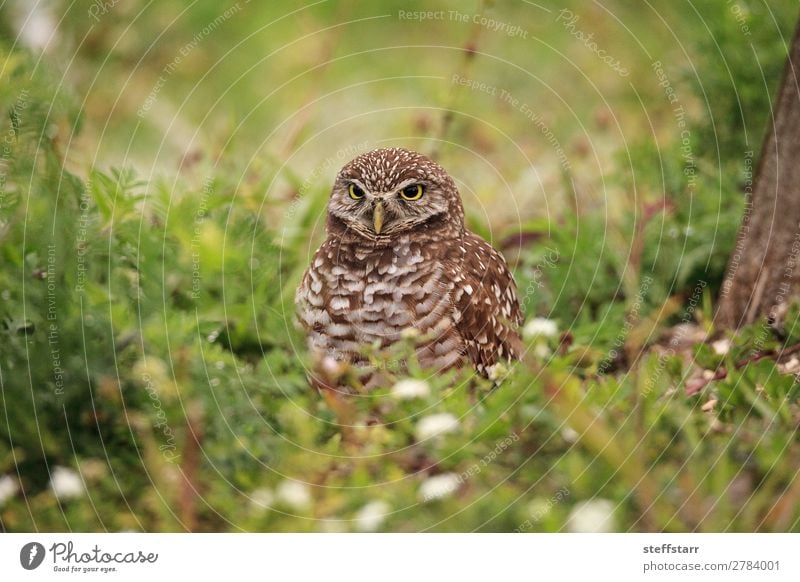 Adult Burrowing owl Athene cunicularia Animal Wild animal Bird 1 Brown Owl Bird of prey raptor Marco Island Florida bright eyes yellow eyes Neon yellow Feather