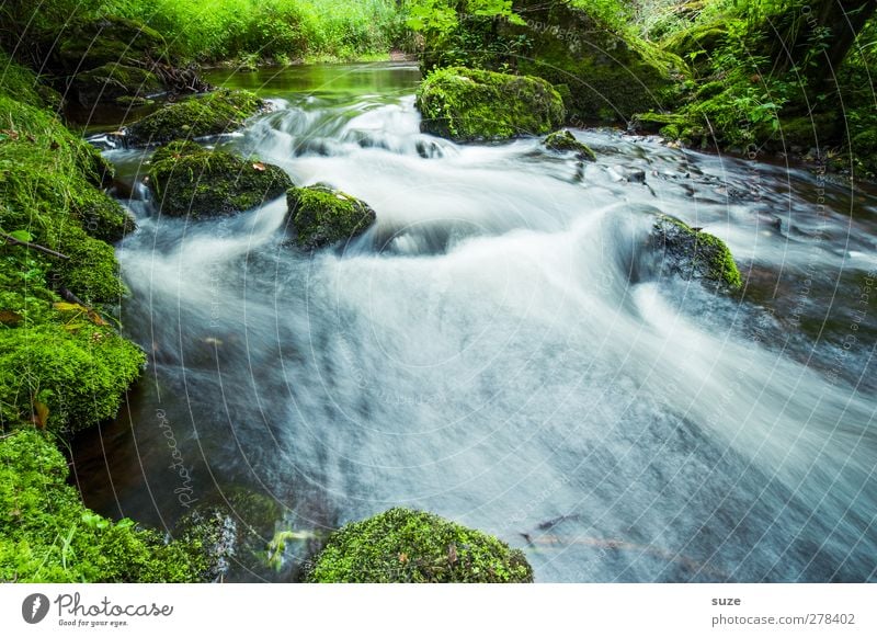 Everything in flux Beautiful Environment Nature Landscape Plant Elements Water Moss Rock River bank Oasis Stone Growth Fresh Sustainability Wet Natural Green