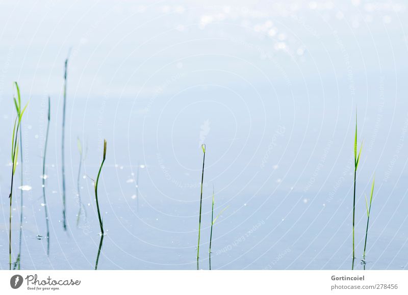 seaweed Environment Nature Summer Beautiful weather Plant Grass Lakeside Blue Green Seaweed Surface of water Calm Colour photo Subdued colour Exterior shot