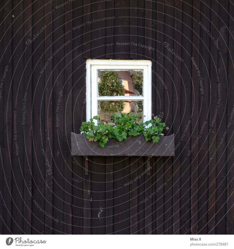 little window Flat (apartment) Flower Hut Window Green Window box Wooden hut Rural Colour photo Exterior shot Deserted Copy Space left Copy Space right