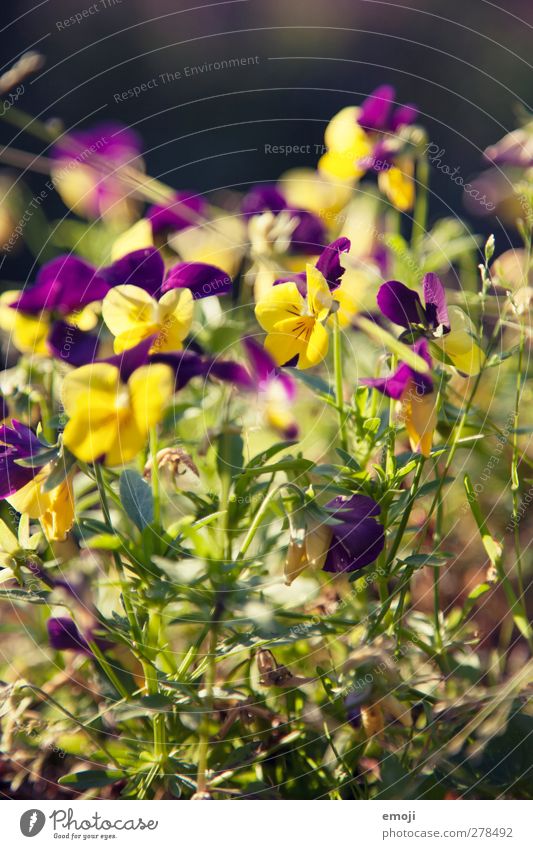 little mother Environment Nature Plant Spring Summer Flower Natural Yellow Pansy Colour photo Exterior shot Close-up Macro (Extreme close-up) Deserted Day Light