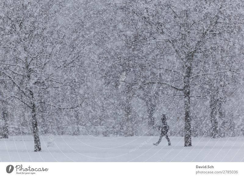 One person walks through a park during heavy snowfall Winter Human being Woman Adults Man Body 1 Environment Nature Landscape Snow Snowfall Tree Park Movement