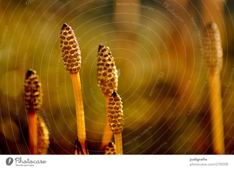 Iceland Environment Nature Plant Blossom Wild plant Growth Natural Warmth Life Horsetail Colour photo Exterior shot Shallow depth of field