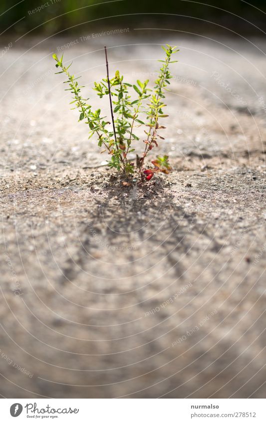 tender and small Garden Art Nature Plant Animal Summer Beautiful weather Foliage plant Wild plant Magnifying glass Glittering Illuminate Growth Sustainability