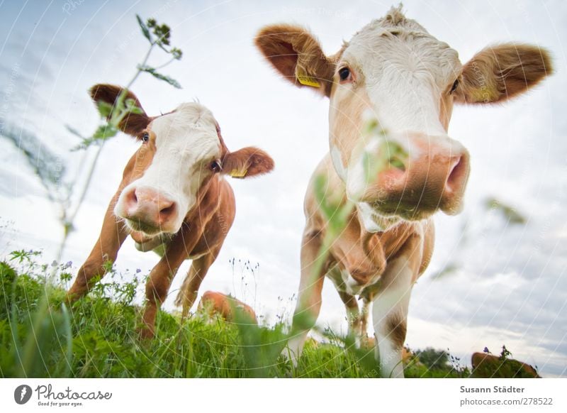 tasty flower! Nature Field Animal Farm animal Cow 2 Group of animals Pair of animals Looking Feeding Hick town Cowhide Calf Flower Meadow Blur Worm's-eye view