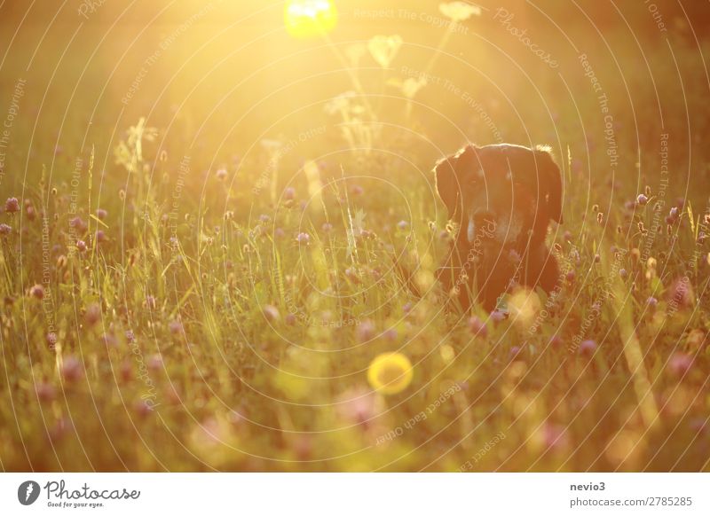 Dog lies in a summery flower meadow Animal Pet Farm animal 1 Yellow Watchfulness Wait Sit Flower meadow Meadow Sunlight Sunbeam Flowering plant Blossom Summer