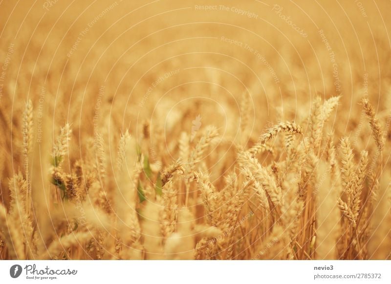 Wheat field in midsummer Landscape Sun Sunlight Summer Beautiful weather Grass Meadow Field Yellow Gold Wheatfield Wheat ear Wheat grain Crops Agricultural crop