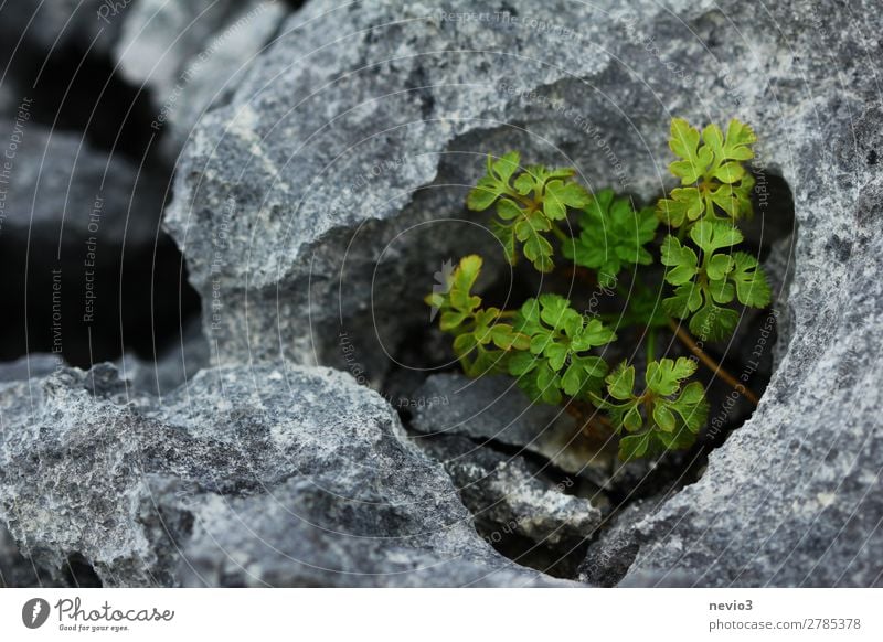 limestone cave Environment Nature Landscape Elements Plant Foliage plant Agricultural crop Small Beautiful Gray Green Spring fever Lime Limestone Limestone cave