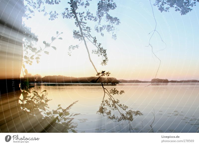 Dawn at the Müritz Environment Nature Landscape Plant Water Sky Cloudless sky Sun Sunrise Sunset Sunlight Summer Beautiful weather Tree Bushes Leaf