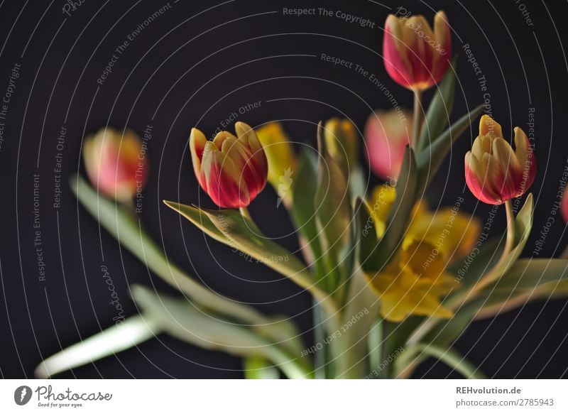 tulips Spring Plant Flower Blossoming Natural Beautiful Black Tulip Bouquet Colour photo Interior shot Day Sunlight Blur Shallow depth of field