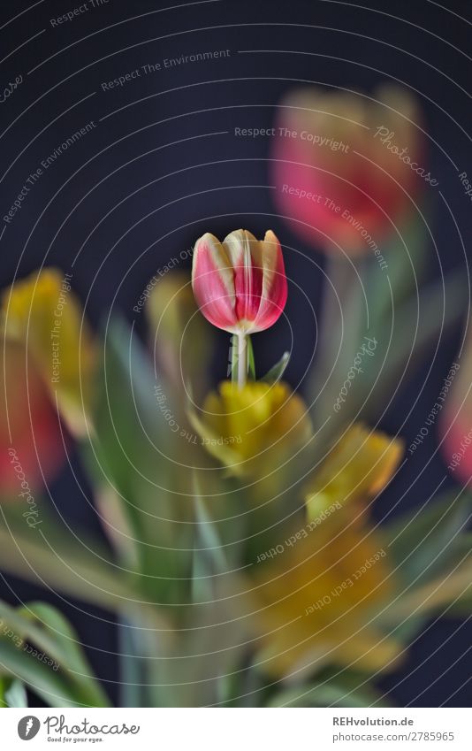 Tulips in front of a black wall tulips flowers Bouquet Spring blossom Red Yellow Black Neutral Background wax Blossom Flower Nature romantic Plant pretty Gift