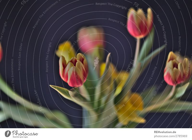 Tulips against black background tulips Tulip blossom Bouquet flowers Spring blooming spring flower Blossom Neutral Background Background dark Black Red Yellow