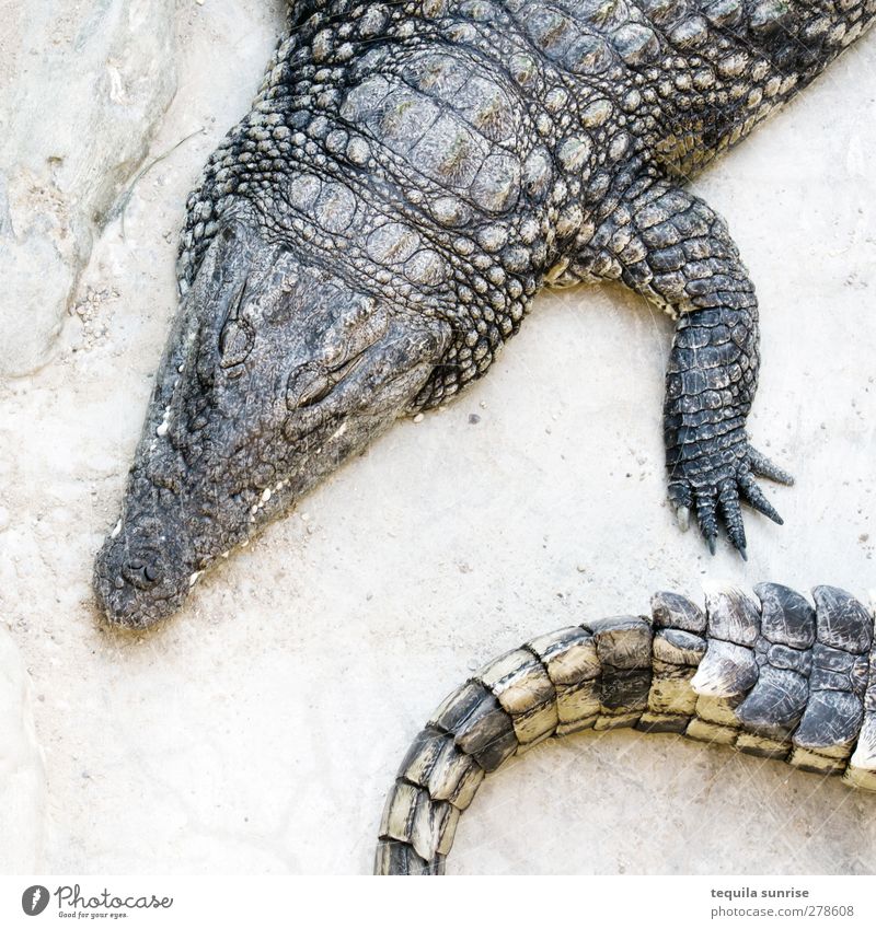 crocodiles Animal Wild animal Zoo Crocodile Caiman Saurians Reptiles Head Tails Legs 2 Hot Indifferent Comfortable Voracious Colour photo Subdued colour Day