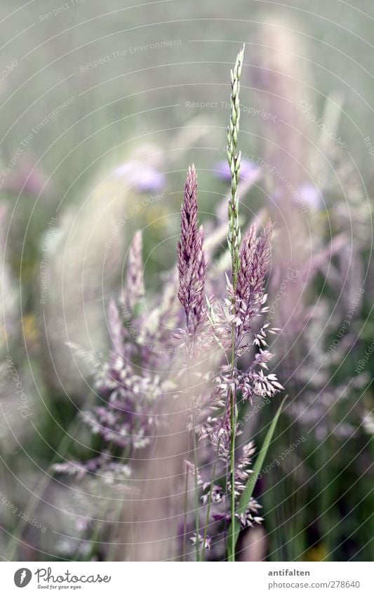 summer meadow Nature Plant Spring Summer Beautiful weather Grass Bushes Leaf Blossom Wild plant Park Field Blossoming Growth Green Violet Meadow Meadow flower