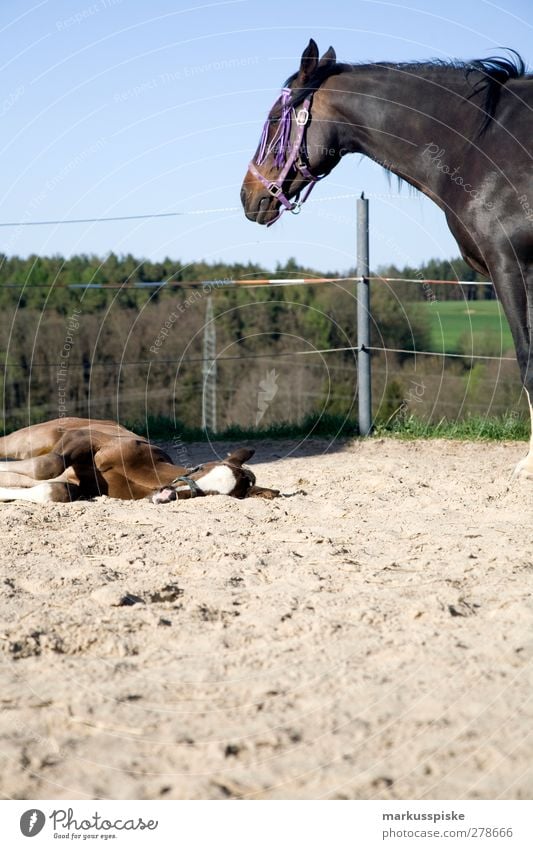 horse with foal Ride Equestrian sports Rider Riding stable Horseman's Festival Nature Landscape Sand riding arena Pasture Animal Horse's head Ponytail Stable