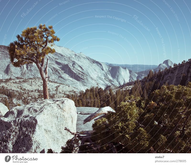 Yosemite Landscape Cloudless sky Summer Tree Bushes Rock Mountain Peak Blue Gray Green Nature Yosemite National Park Granite Subdued colour Exterior shot