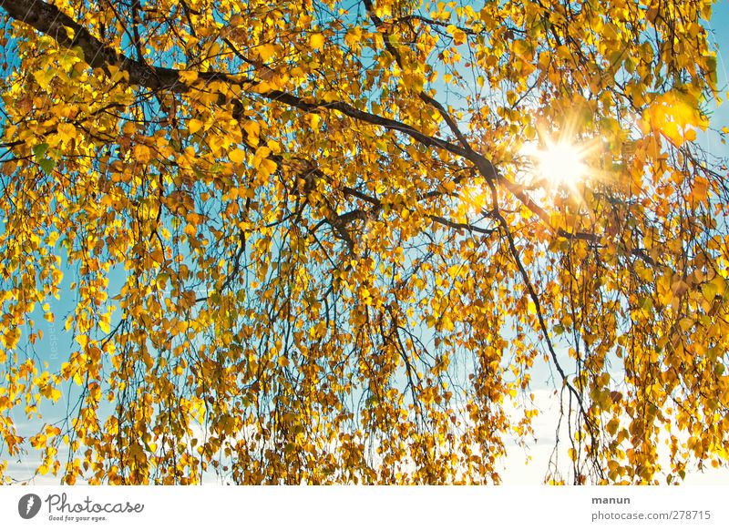 autumn sun Nature Sun Autumn Tree Leaf Birch tree Birch leaves Autumnal Autumnal colours Early fall Autumnal weather Warmth Yellow Gold Turquoise Colour photo