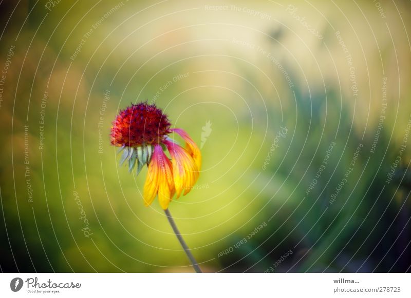 Coquette flower with plucked petals - indian blanket Flower gaillardia pulchella cockade flower pretty Transience Faded Blossom leave Play of colours