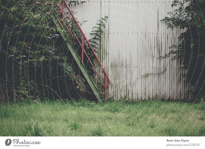 Overgrown stairs Environment Nature Deserted Wall (barrier) Wall (building) Stairs Adventure Rust Grass Desolate Old Red Green Warehouse Ladder Colour photo