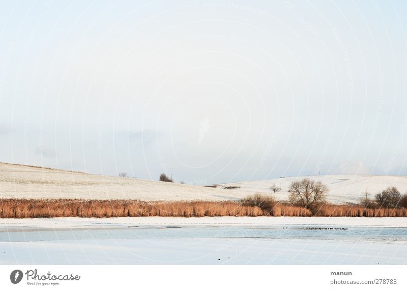 ice age Nature Landscape Earth Sunlight Winter Ice Frost Snow Tree Bushes Meadow Field Lakeside Ostalbkreis Swabian Jura Cold Winter's day Colour photo