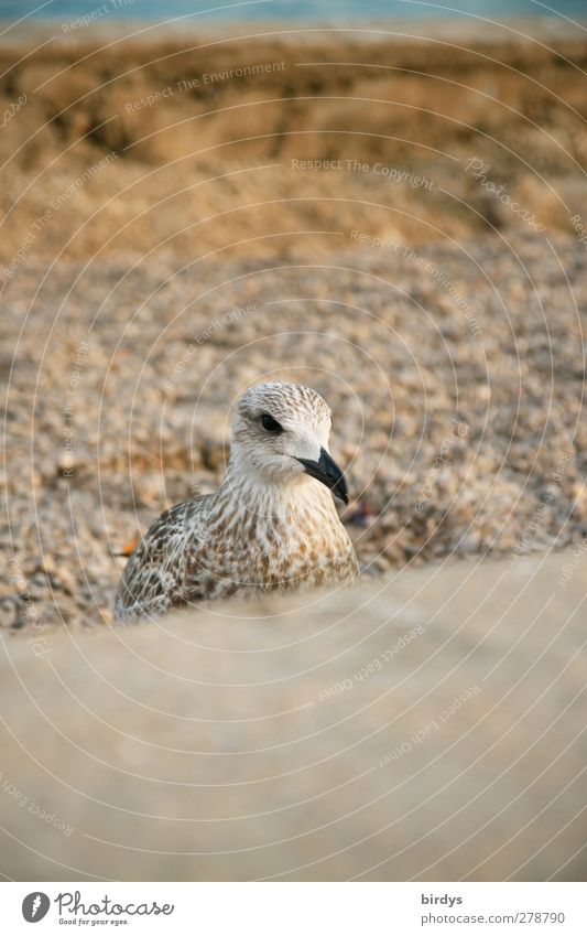 Jonathan XI Earth Bird 1 Animal Esthetic Calm Nature Seagull Gull birds Brown Colour photo Subdued colour Exterior shot Deserted Copy Space top