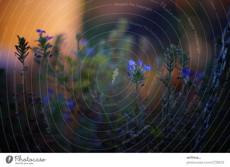 The shadowy existence of verbena Nature Plant Summer Flower Blossom Garden Blue Shadow Light and shadow Shadowy existence Shade plant blue blossoms