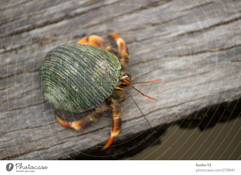 hermit crab Eyes Nature Plant Exotic Animal Mussel Cancer Hermit crab Crustacean 1 Observe Movement Living or residing Exceptional Green Living thing Life form