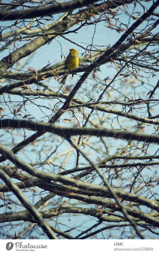 girlish Plant Animal Spring Tree Treetop Branch Twig Bud Wild animal Bird Serin 1 Blue Brown Yellow Colour photo Exterior shot Deserted Day