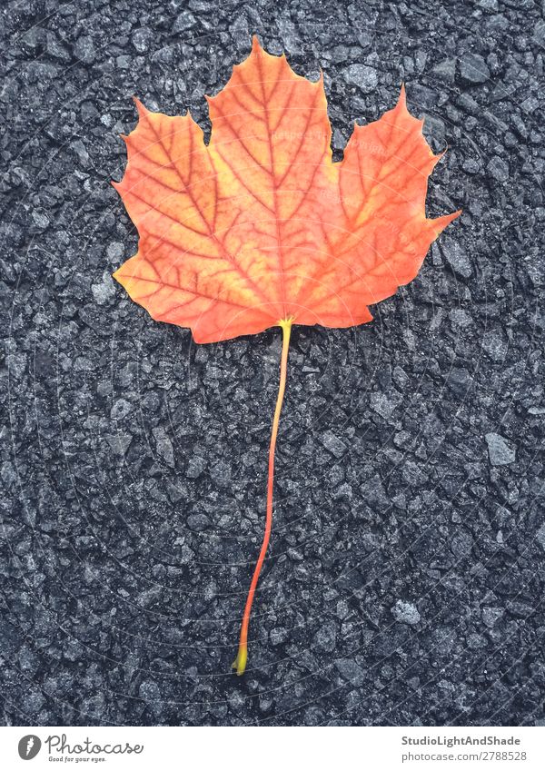 Colorful maple leaf Beautiful Nature Autumn Leaf Rock Town Street Stone Dark Bright Yellow Gray Red Black Colour Asphalt fall Fallen colorful colourful orange