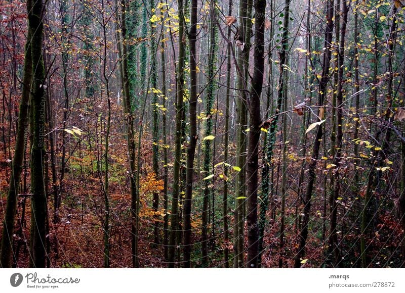 withered Landscape Plant Autumn Climate Climate change Tree Forest Exceptional Dark Beautiful Moody Colour Change Colour photo Exterior shot Deserted Twilight